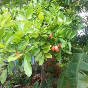 Meet your Posher, Hapshetsut